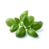 Click and Grow Σπόροι Κόλιανδρο 3τμχ