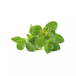 Click and Grow Oregano Σπόροι Ρίγανης 3τμχ