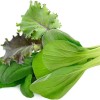 Click and Grow Συσκευασία Σπόρων με Χώμα για Μείγμα Ασιατικής Κουζίνας 9τμχ