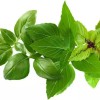 Click and Grow Emsa Basil Σπόροι Βασιλικός 9τμχ