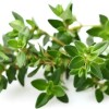 Click And Grow Συσκευασία Σπόρων Θυμάρι 9 Τεμάχια