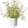 Click And Grow Συσκευασία Σπόρων Θυμάρι 9 Τεμάχια