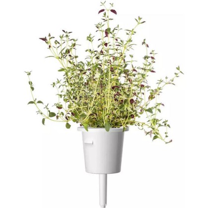 Click And Grow Συσκευασία Σπόρων Θυμάρι 9 Τεμάχια