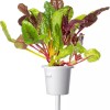 Click and Grow Σπόροι Σέσκουλου 9τμχ