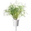 Click and Grow Σπόροι Άνηθος 3τμχ