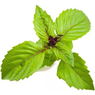 Click and Grow Σπόροι Βασιλικός 3τμχ