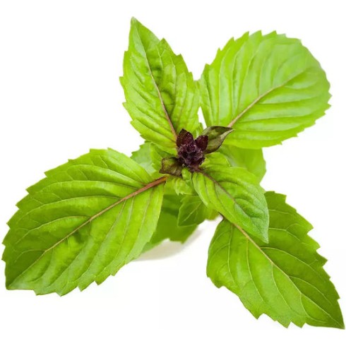 Click and Grow Σπόροι Βασιλικός 3τμχ