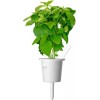 Click and Grow Σπόροι Βασιλικός 3τμχ