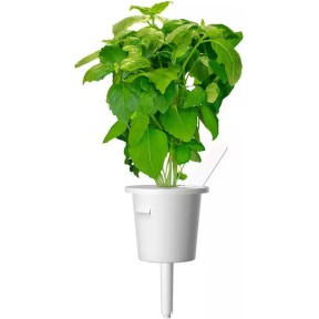 Click and Grow Σπόροι Βασιλικός 3τμχ