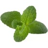 Click and Grow Σπόροι Μέντας 3τμχ