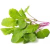 Click and Grow Σπόροι Ραπανάκι 3τμχ