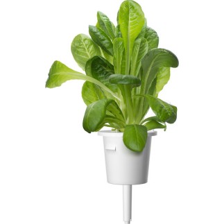 Click and Grow Σπόροι Μαρουλιού Romaine 3τμχ