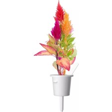 Click and Grow Σπόροι Σελόσιας 3τμχ