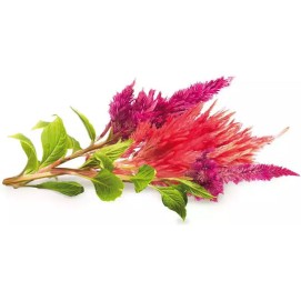 Click and Grow Σπόροι Σελόσιας 3τμχ