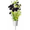 Click and Grow Σπόροι Πανσές Μαύρος 3τμχ