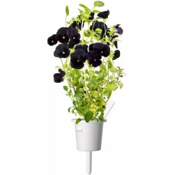 Click and Grow Σπόροι Πανσές Μαύρος 3τμχ