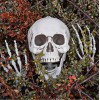MikaMax Human Size Skeleton