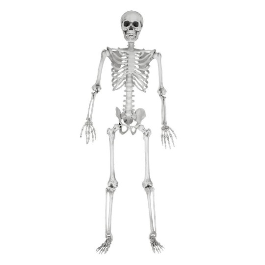 MikaMax Human Size Skeleton