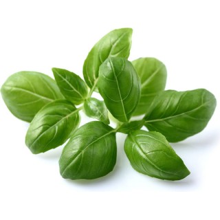 Click and Grow Emsa Basil Σπόροι Βασιλικός 3τμχ