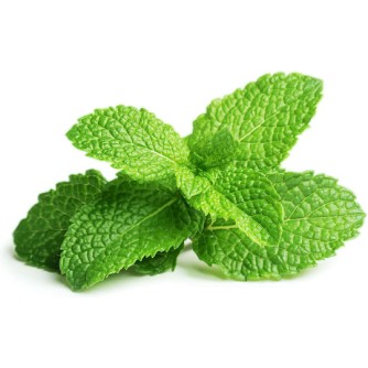 Click & Grow Σπόροι για Δυόσμο σετ 3 τεμ.