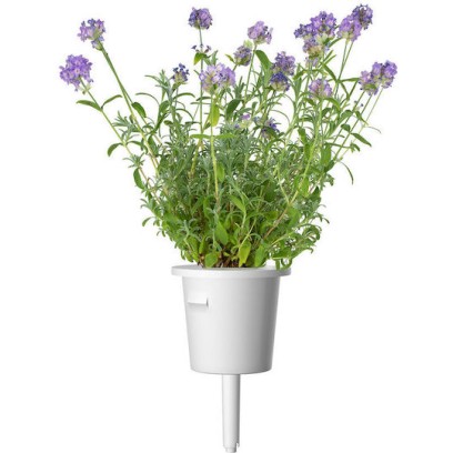 Click & Grow Σπόροι Λεβάντας 3τμχ