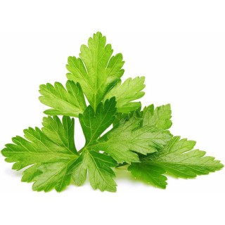 Click and Grow Σπόροι Κόλιανδρο 3τμχ