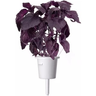 Click & Grow Plant Pod 3 Pack for Smart Garden Red Basil