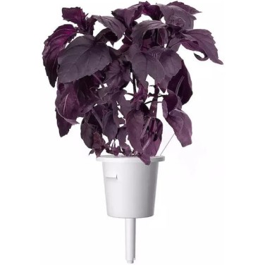 Click & Grow Plant Pod 3 Pack for Smart Garden Red Basil