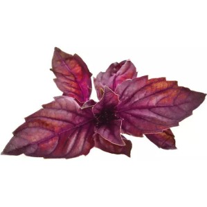 Click & Grow Plant Pod 3 Pack for Smart Garden Red Basil