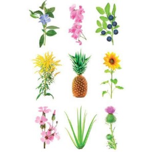 Click and Grow Experimental Refill 3 Σπόροι