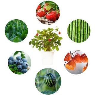 Click and Grow Experimental Refill 3 Σπόροι