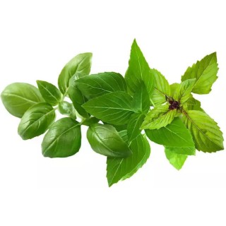 Click and Grow Emsa Basil Σπόροι Βασιλικός 9τμχ
