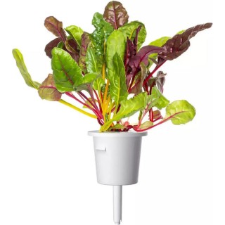 Click and Grow Σπόροι Σέσκουλου 9τμχ