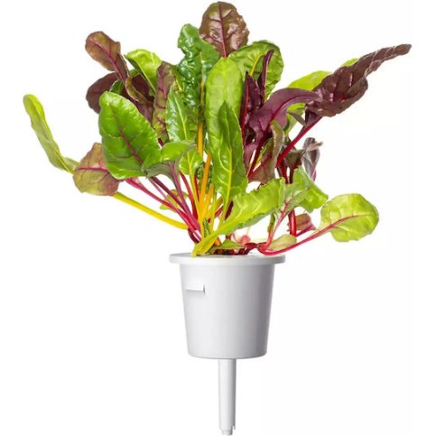 Click and Grow Σπόροι Σέσκουλου 9τμχ Click and Grow Σπόροι Σέσκουλου 9τμχ