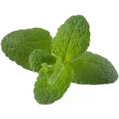 Click and Grow Σπόροι Μέντας 3τμχ