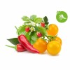 Click and Grow Seeds Multicolour Fruit and Veggie 9pcs