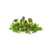 Click and Grow Seeds Cabbage Multicolour 9pcs
