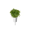 Click and Grow Seeds Cabbage Multicolour 9pcs